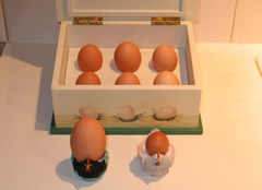 fresh free range eggs
