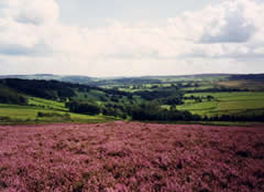 Yorkshire Dale View